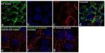 Phospho-SHC (Tyr349) Antibody in Immunocytochemistry (ICC/IF)