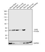 LHX3 Antibody in Western Blot (WB)