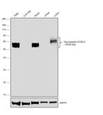 CD275 (B7-H2) Antibody