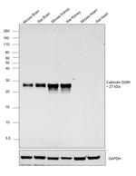 Calbindin D28K Antibody
