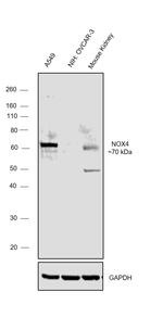 NOX4 Antibody