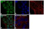 NDUFB6 Antibody in Immunocytochemistry (ICC/IF)