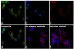 BHLHB5 Antibody in Immunocytochemistry (ICC/IF)