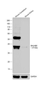 BHLHB5 Antibody in Western Blot (WB)