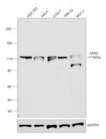 XRN2 Antibody in Western Blot (WB)