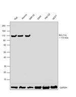 BCL11A Antibody