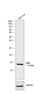 HBB Antibody in Western Blot (WB)