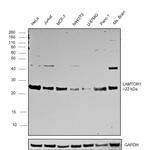 LAMTOR1 Antibody in Western Blot (WB)