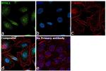 NTHL1 Antibody in Immunocytochemistry (ICC/IF)