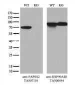 PAPSS2 Antibody