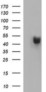 PARVB Antibody in Western Blot (WB)