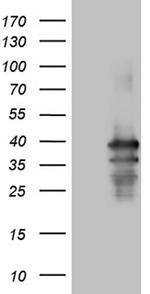 PDCL3 Antibody in Western Blot (WB)