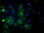 PDE2A Antibody in Immunocytochemistry (ICC/IF)