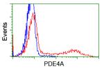 PDE4A Antibody in Flow Cytometry (Flow)
