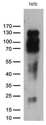 PGR Antibody in Western Blot (WB)