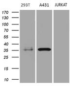 PITPNB Antibody in Western Blot (WB)