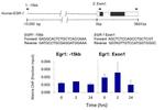 Phospho-PKA beta (Ser338) Antibody in ChIP Assay (ChIP)