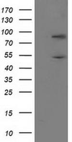 PNMA3 Antibody in Western Blot (WB)