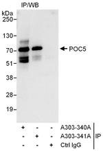 POC5 Antibody in Immunoprecipitation (IP)