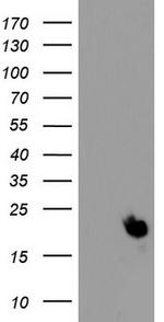 PPIH Antibody in Western Blot (WB)