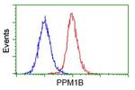 PPM1B Antibody in Flow Cytometry (Flow)