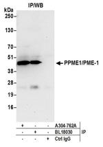 PPME1/PME-1 Antibody in Western Blot (WB)