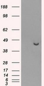 PPME1 Antibody in Western Blot (WB)