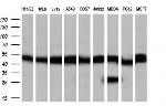 PPME1 Antibody in Western Blot (WB)