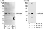 PRKRIR Antibody in Western Blot (WB)