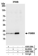 PSMB8/LMP7 Antibody in Immunoprecipitation (IP)