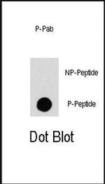 Phospho-c-Raf (Ser259) Antibody in Dot Blot (DB)