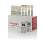 IL-6 Human ProQuantum Immunoassay Kit (A35573)
