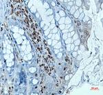 RUNX1/RUNX2/RUNX3 Antibody in Immunohistochemistry (Paraffin) (IHC (P))