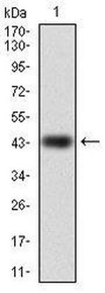 RAP1A Antibody in Western Blot (WB)