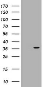RASSF5 Antibody in Western Blot (WB)