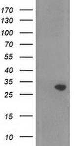 RASSF5 Antibody in Western Blot (WB)