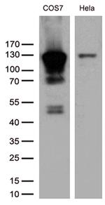 RB1 Antibody in Western Blot (WB)
