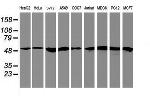 RNF113B Antibody in Western Blot (WB)