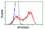 RPS6KB1 Antibody in Flow Cytometry (Flow)
