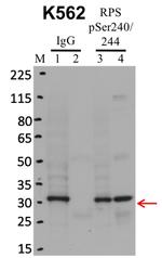 Phospho-S6 (Ser240, Ser244) Antibody in Immunoprecipitation (IP)