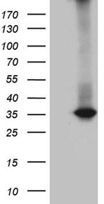 RWDD3 Antibody in Western Blot (WB)