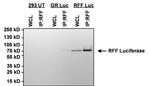 Red Firefly Luciferase Antibody in Immunoprecipitation (IP)