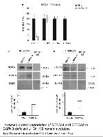 SERCA1 ATPase Antibody in Western Blot, Immunoprecipitation (WB, IP)