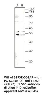 EDG8 Antibody in Western Blot (WB)