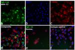 Human IgG Fc Cross-Adsorbed Secondary Antibody in Immunocytochemistry (ICC/IF)