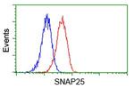 SNAP25 Antibody in Flow Cytometry (Flow)