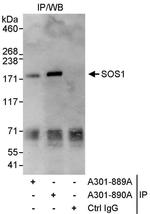 SOS1 Antibody in Immunoprecipitation (IP)