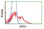 SPG7 Antibody in Flow Cytometry (Flow)