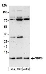 SRP9 Antibody in Western Blot (WB)