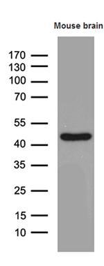 Septin 3 Antibody in Western Blot (WB)
